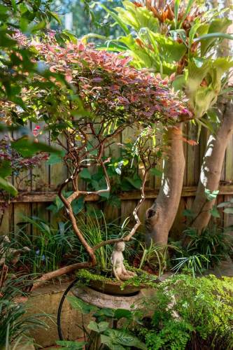 north_sydney_garden_competition_2024-16-min