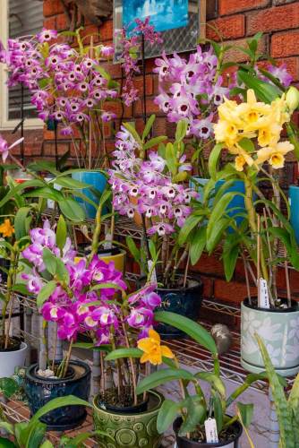 north_sydney_garden_competition_2024-18-min