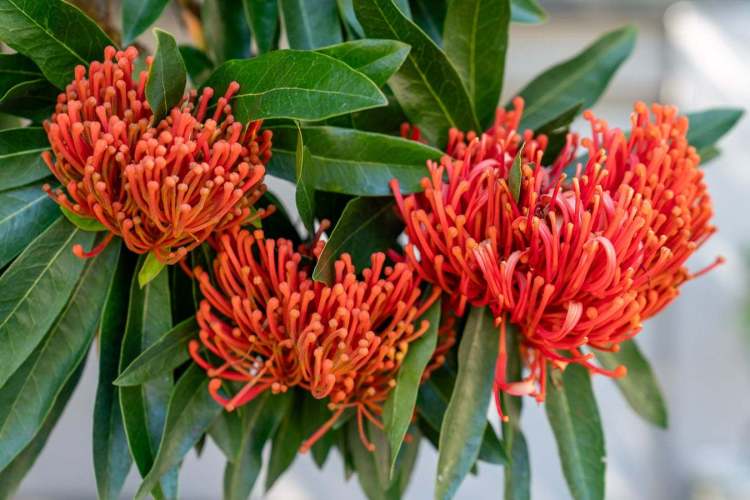 north_sydney_garden_competition_2024-24-min