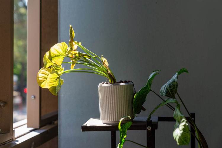 north_sydney_garden_competition_2024-26-min