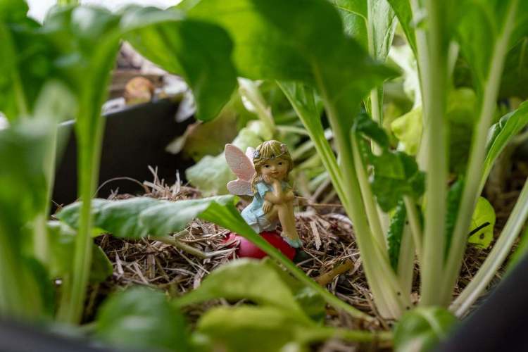 north_sydney_garden_competition_2024-30-min