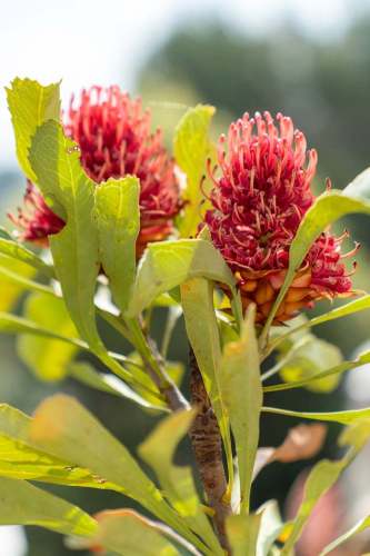 north_sydney_garden_competition_2024-38-min