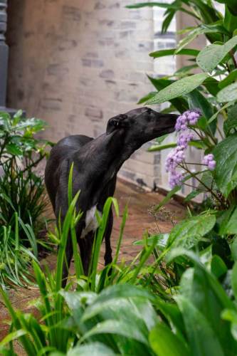 north_sydney_garden_competition_2024-39-min