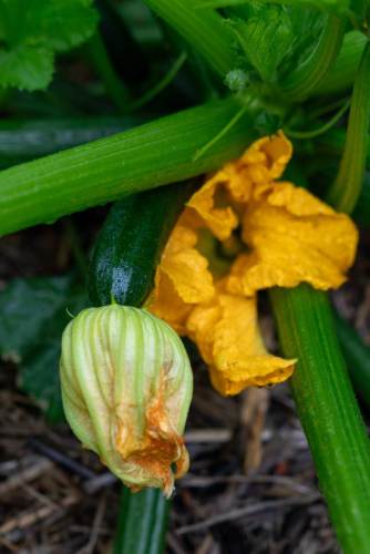 north_sydney_garden_competition_2024-43-min