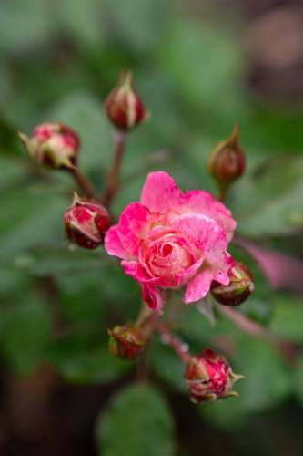 north_sydney_garden_competition_2024-44-min
