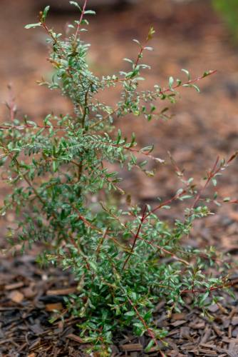 2024_I6_Susan_Green_web-23