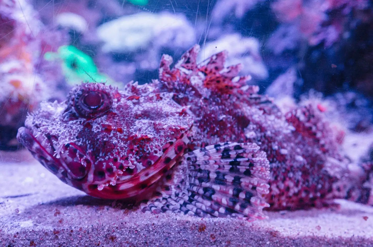 sydney aquarium fish
