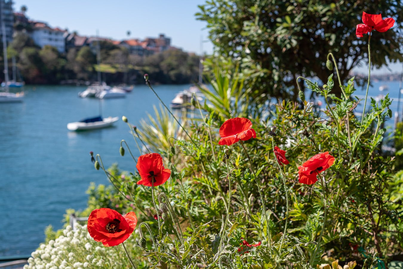 north sydney garden competition 2023