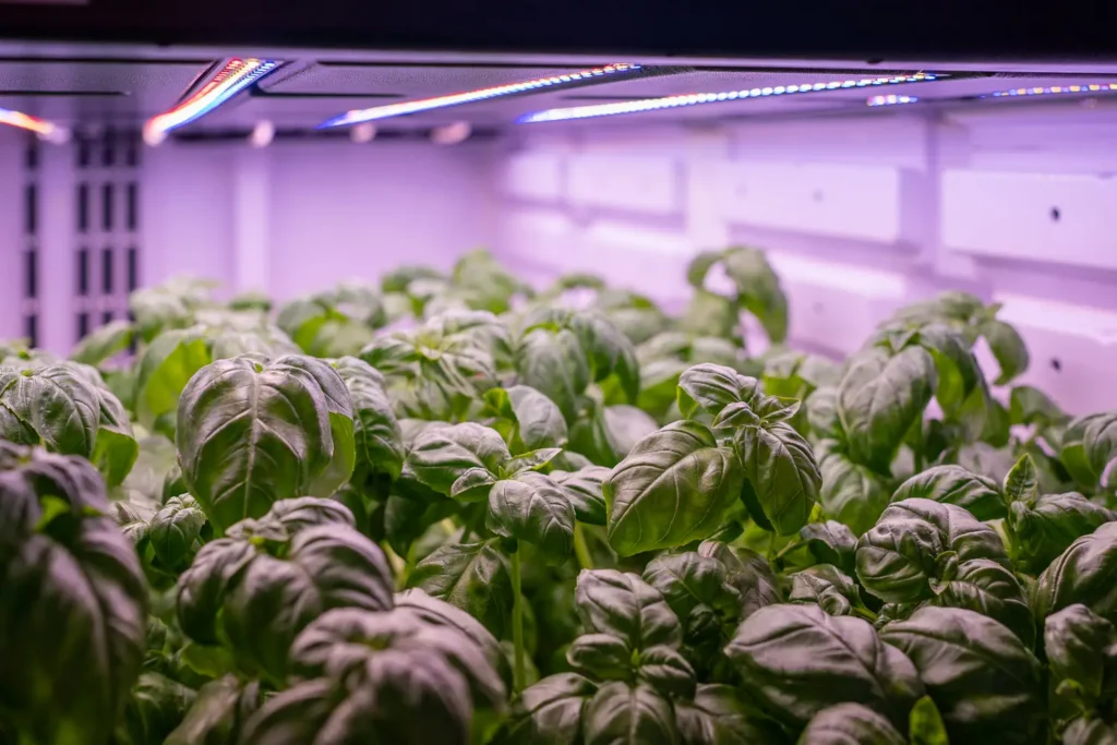 LED light spectrum used for indoor plant growth at InvertiGro