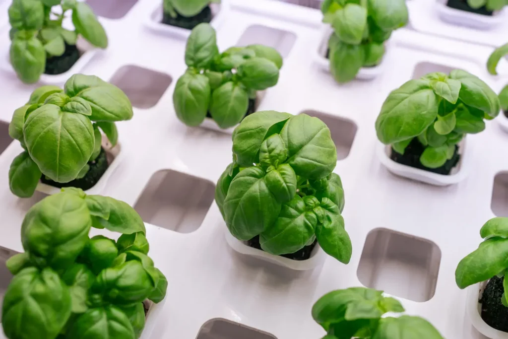 Vertical farming technology in Sydney Australia by InvertiGro