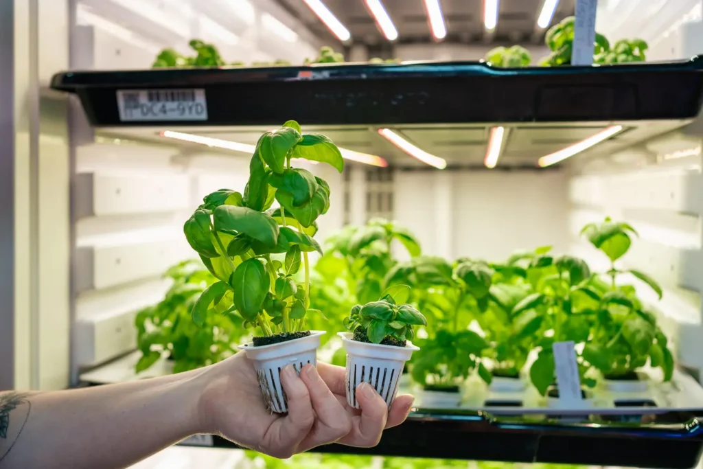 Controlled environment agriculture system at InvertiGro Sydney