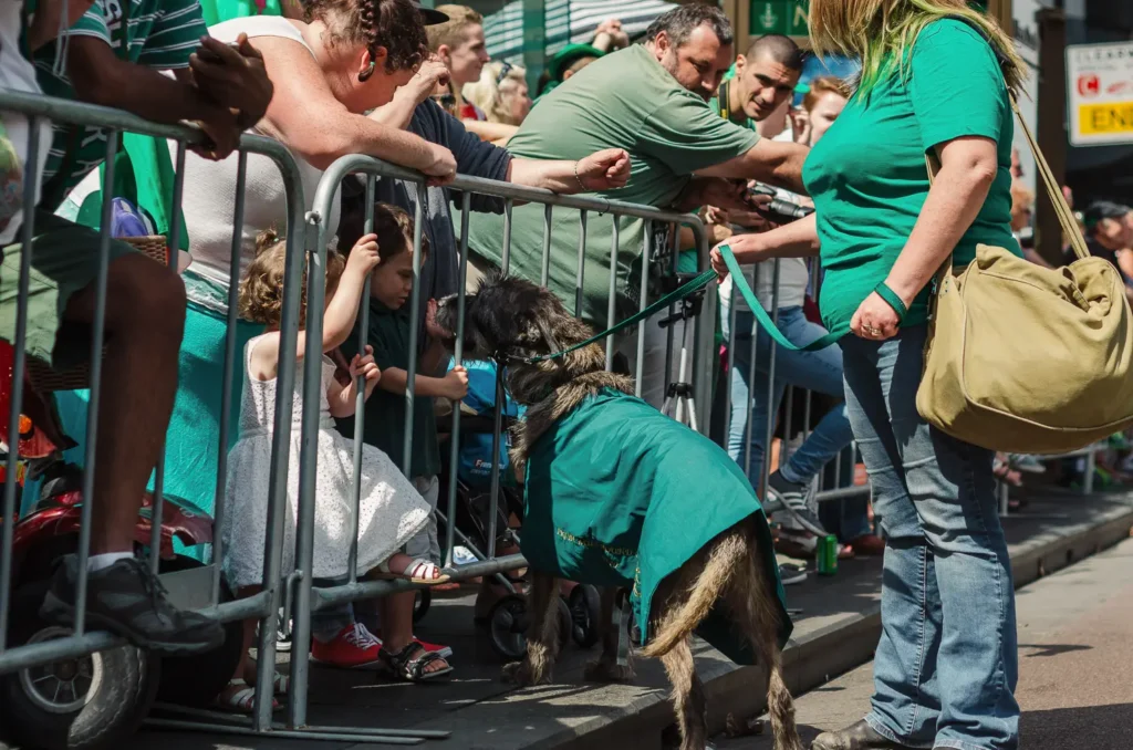 Crowd interaction with dog during Sydney St Patrick’s Day Parade