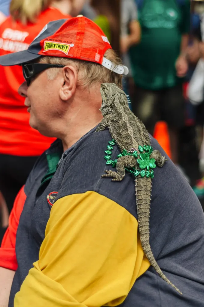 Man with a lizard on his shoulder during the St Patrick’s Day Parade in Sydney