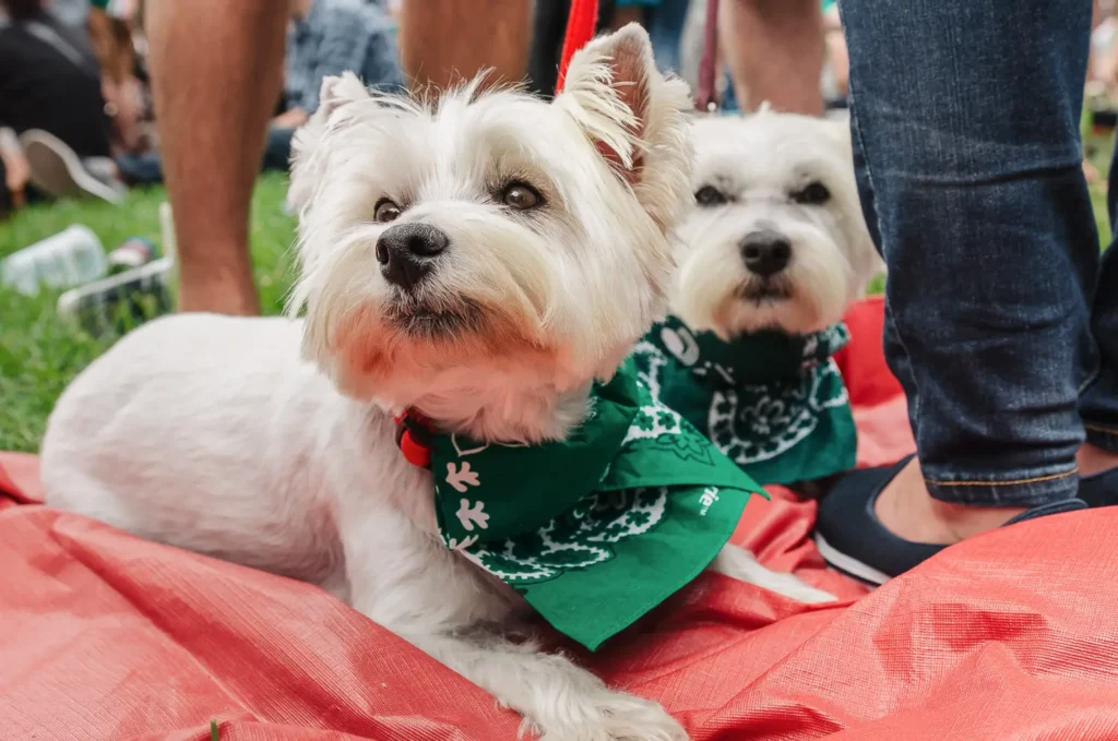 Two West Highland Terriers wearing green bandanas at Sydney festival